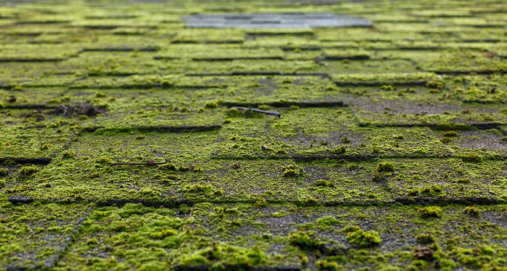 moss on roof