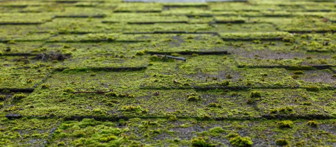 moss on roof