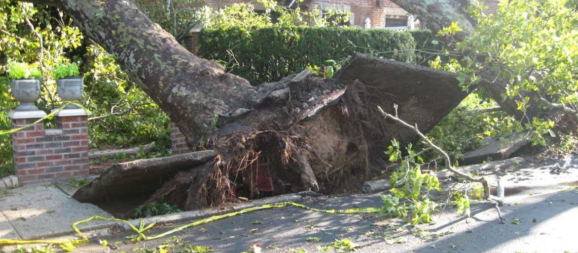 what to do if a tree falls on your house